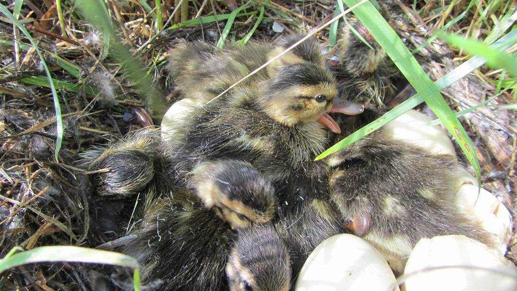 Northern Shoveler Ducklings by Steve Dawes/USFWS Mountain Prairie is licensed under CC BY 2.0.